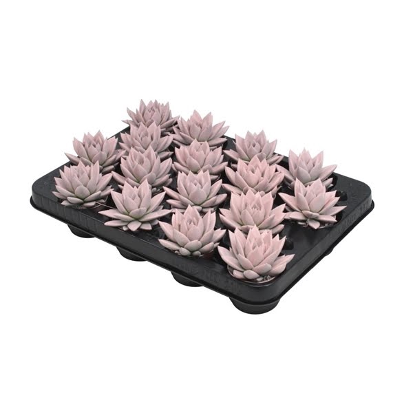 <h4>Echeveria coloured pastel pink</h4>