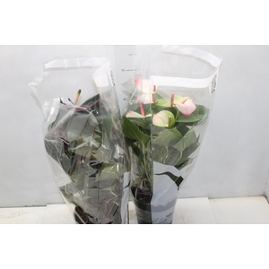 ANTHURIUM VARIADO P17