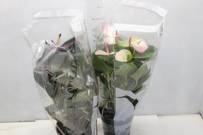 <h4>ANTHURIUM VARIADO P17</h4>