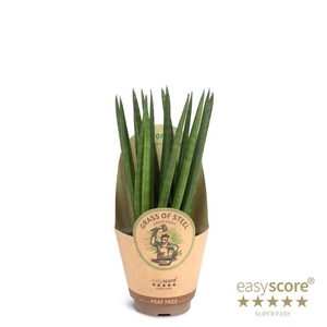 SANSEVIERIA CYLINDRICA P9 SPAGHETTI