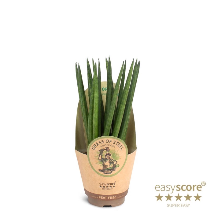 <h4>SANSEVIERIA CYLINDRICA P9 SPAGHETTI</h4>