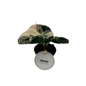 Alocasia Black Velvet Pink Variegata