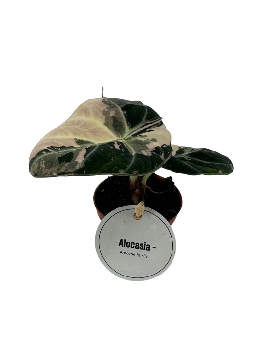 <h4>Alocasia Black Velvet Pink Variegata</h4>