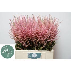 Astilbe erica