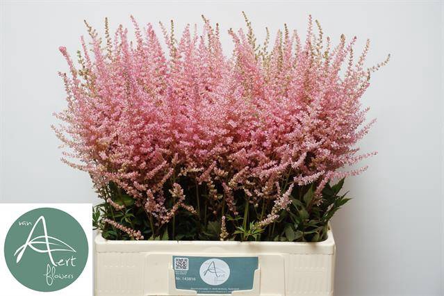 <h4>Astilbe erica</h4>
