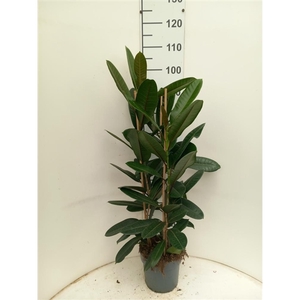 Ficus Tresor P21