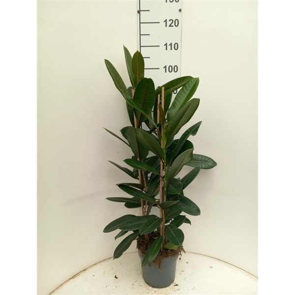 <h4>Ficus Tresor P21</h4>