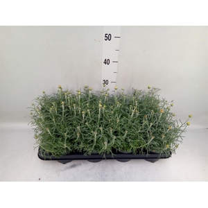 Rhodanthemum hosm. 'Zagora Yellow'