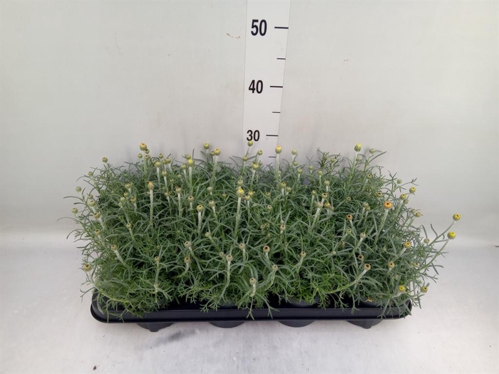 <h4>Rhodanthemum hosm. 'Zagora Yellow'</h4>