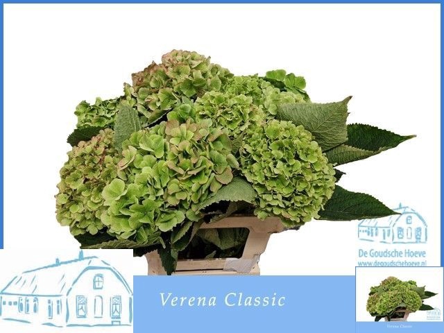 <h4>HYDR M CH VERENA CL</h4>