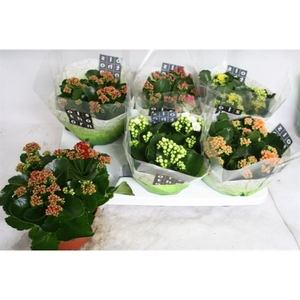 Kalanchoe blossfeldiana Calandiva mix