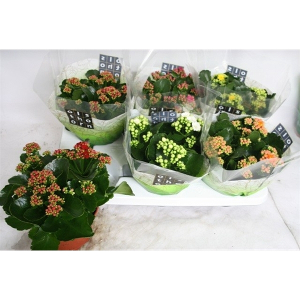 <h4>Kalanchoe blossfeldiana Calandiva mix</h4>