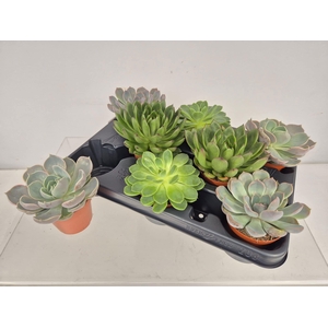 !! PROMO !! ECHEVERIA MIX X8