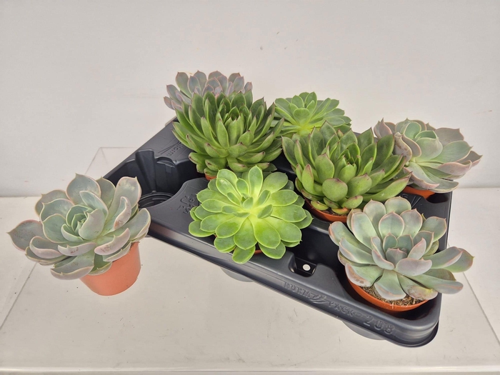 <h4>!! PROMO !! ECHEVERIA MIX X8</h4>