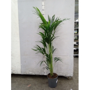 Howea forsteriana