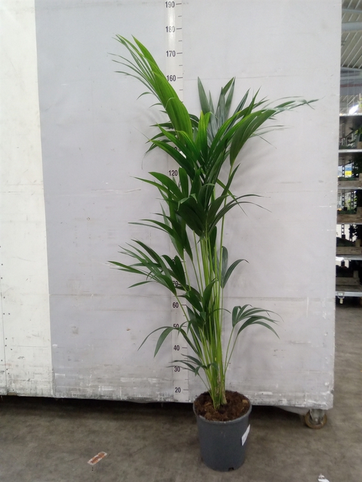 <h4>Howea forsteriana</h4>