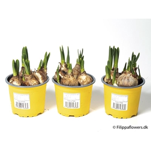 NARCISSUS CYCLAMINEUS