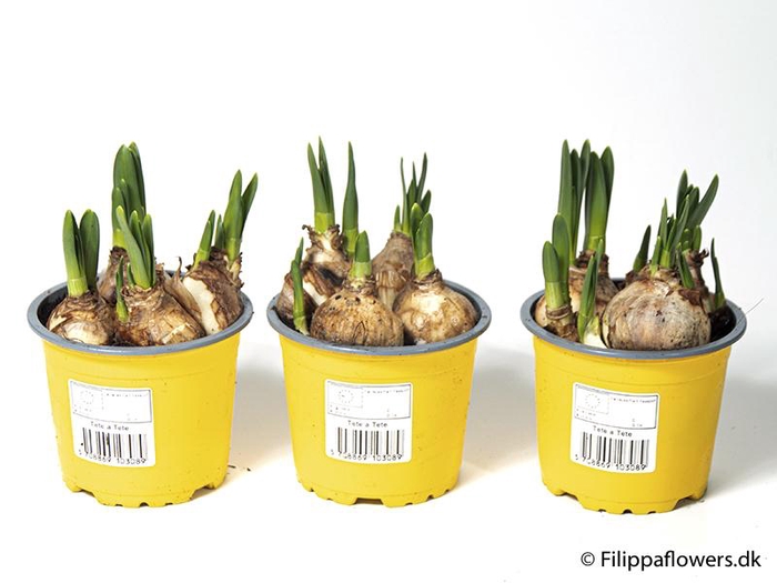 <h4>NARCISSUS CYCLAMINEUS</h4>