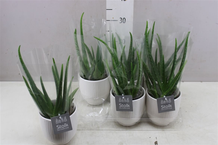 <h4>Aloe Vera Liv Keramiek</h4>