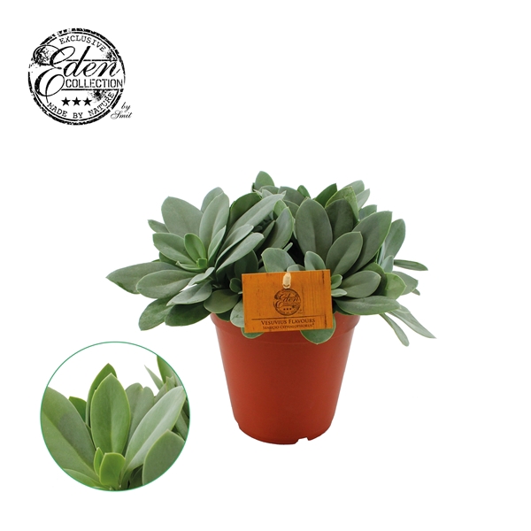 <h4>Senecio Cephalophorus 15cm</h4>