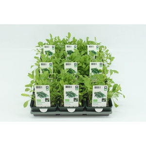 BKH groente 50170 bio Rucola (set x9)