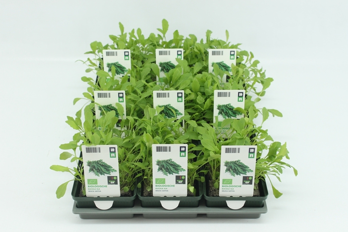 <h4>BKH groente 50170 bio Rucola (set x9)</h4>