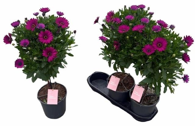 <h4>OSTEO SUNNY MARY</h4>