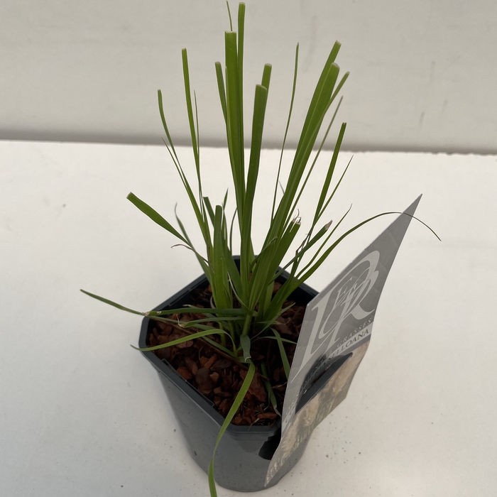 <h4>Cortaderia Selloana P13</h4>