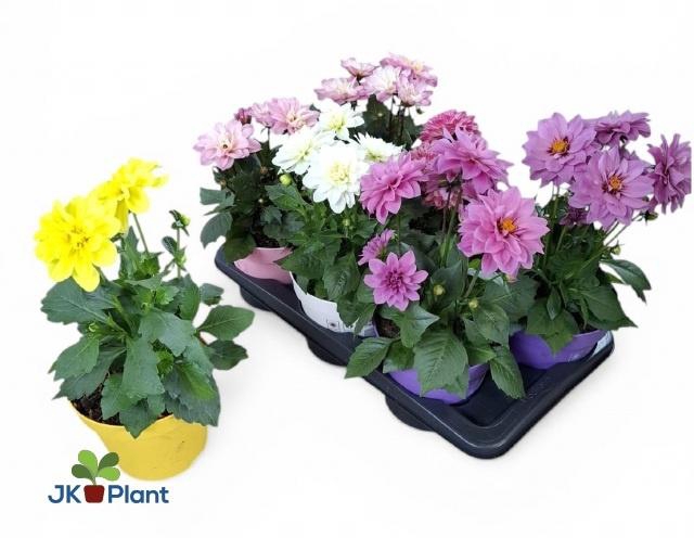 <h4>DAHL HYPNO GEM</h4>