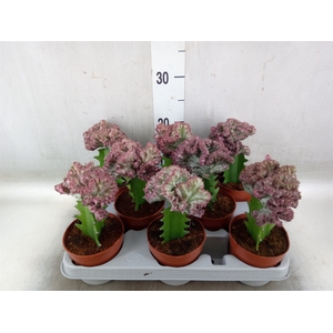 Euphorbia lactea