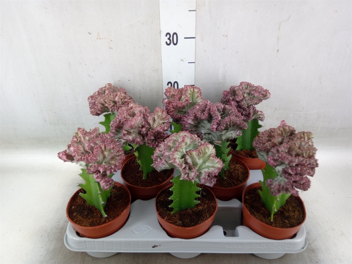 <h4>Euphorbia lactea</h4>
