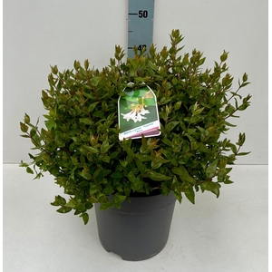 Abelia Prostrata 26T