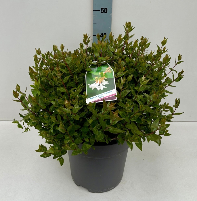 <h4>Abelia Prostrata 26T</h4>