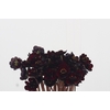 Cosmos Black Beauty