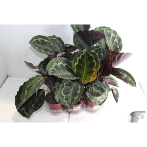 CALATHEA PICTA ROYALE P12
