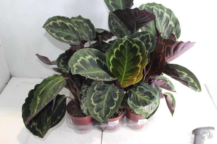 <h4>CALATHEA PICTA ROYALE P12</h4>