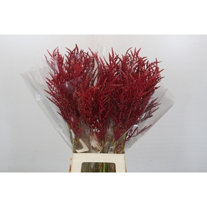 Bromelia Red Paloma