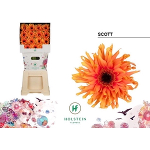 Gerbera diamond gerpasta scott