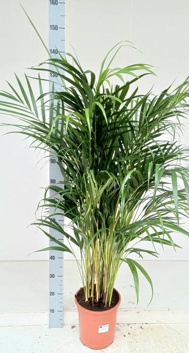 <h4>DYPSIS LUTESCENS</h4>