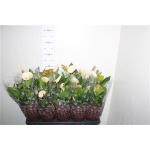 Anthu An Perit Pearl 5+