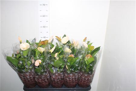 <h4>Anthu An Perit Pearl 5+</h4>