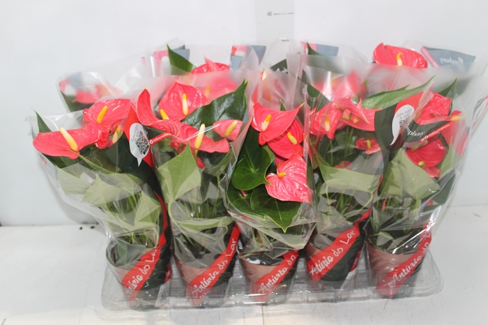 <h4>ANTHURIUM ESUDO P12</h4>