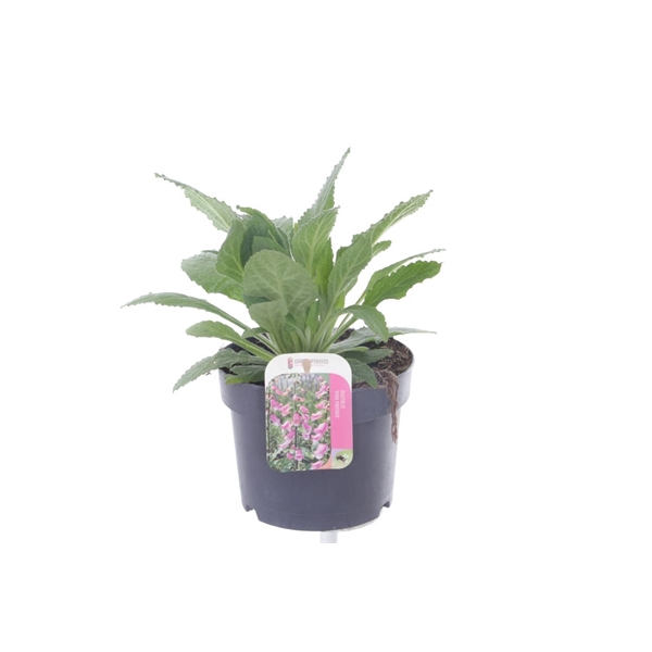 <h4>Digitalis Pink Panther</h4>