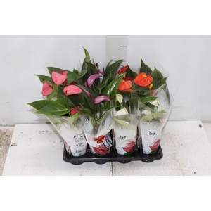 ANTHURIUM VARIADO P06
