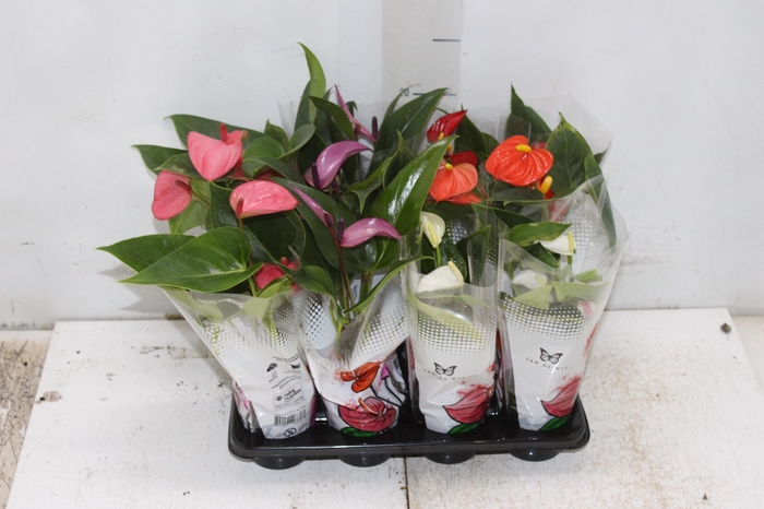 <h4>ANTHURIUM VARIADO P06</h4>