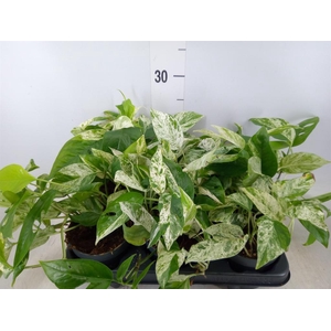 Epipremnum pinn. 'Marble Variegata'