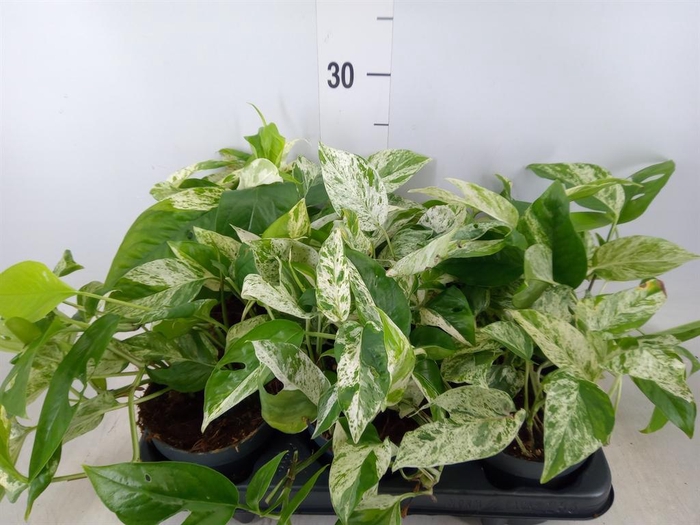 <h4>Epipremnum pinn. 'Marble Variegata'</h4>