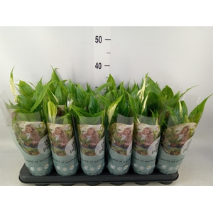 Spathiphyllum  'Chopin'