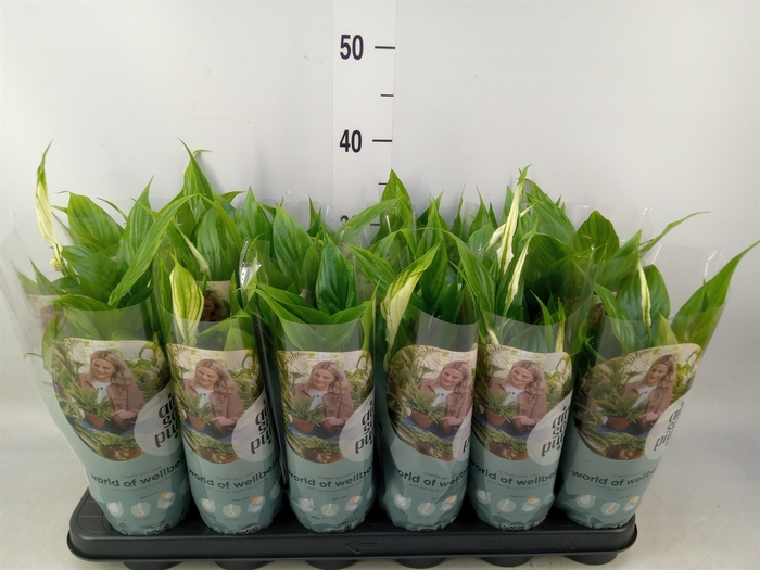 <h4>Spathiphyllum  'Chopin'</h4>