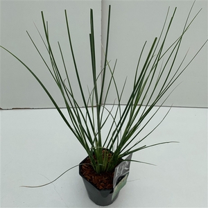 Graminées Cortaderia sell. 'Mini Pampas'